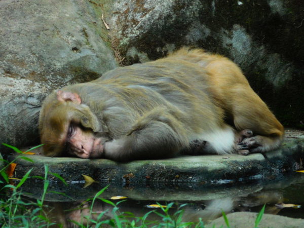 A photo taken at the zoo of a Rhesus Macaque (a type of monkey) asleep on a flat stone at the edge of a pond.