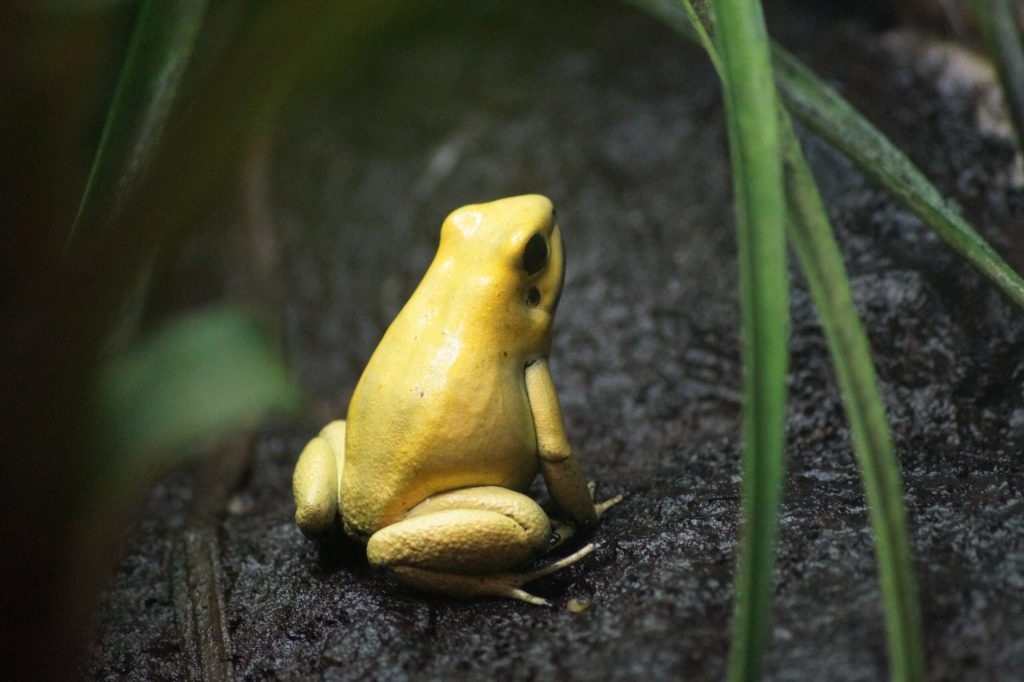 Close up of a yellow tree frog